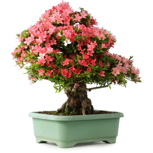 Rhododendron indicum Shin Nikko, 67 cm, ± 30 jaar oud, met een nebari van 20 cm