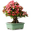 Rhododendron indicum Shin Nikko, 67 cm, ± 30 jaar oud, met een nebari van 20 cm