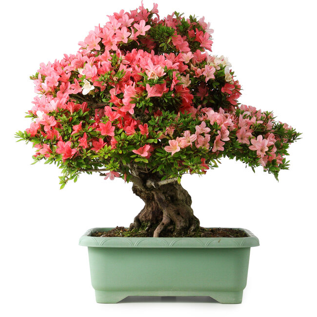 Rhododendron indicum Shin Nikko, 67 cm, ± 30 anni, con un nebari di 20 cm