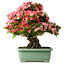 Rhododendron indicum Shin Nikko, 67 cm, ± 30 jaar oud, met een nebari van 20 cm