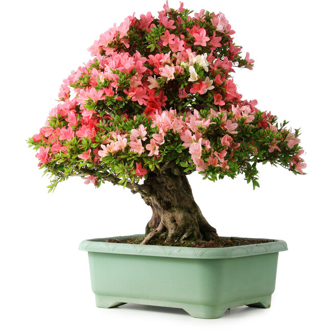 Rhododendron indicum Shin Nikko, 67 cm, ± 30 anni, con un nebari di 20 cm