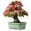 Rhododendron indicum Shin Nikko, 67 cm, ± 30 años, con un nebari de 20 cm