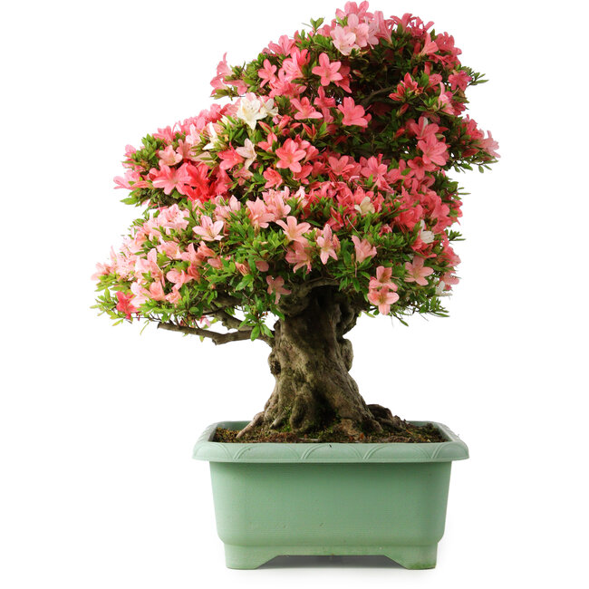 Rhododendron indicum Shin Nikko, 67 cm, ± 30 ans, avec un nebari de 20 cm