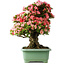Rhododendron indicum Shin Nikko, 67 cm, ± 30 años, con un nebari de 20 cm