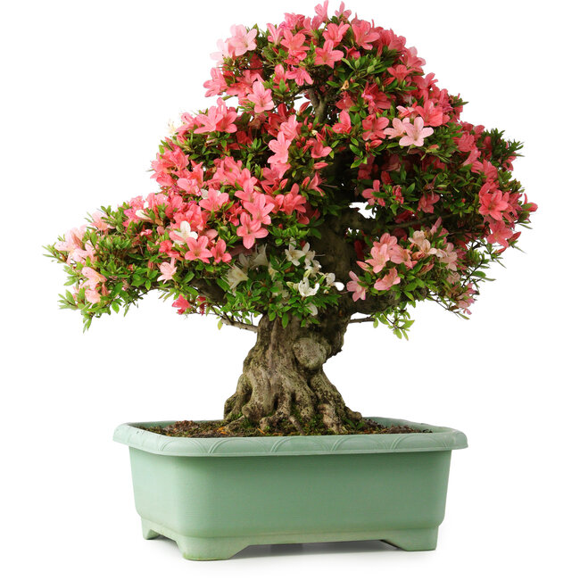 Rhododendron indicum Shin Nikko, 67 cm, ± 30 Jahre alt, mit einem Nebari von 20 cm