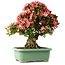 Rhododendron indicum Shin Nikko, 67 cm, ± 30 jaar oud, met een nebari van 20 cm