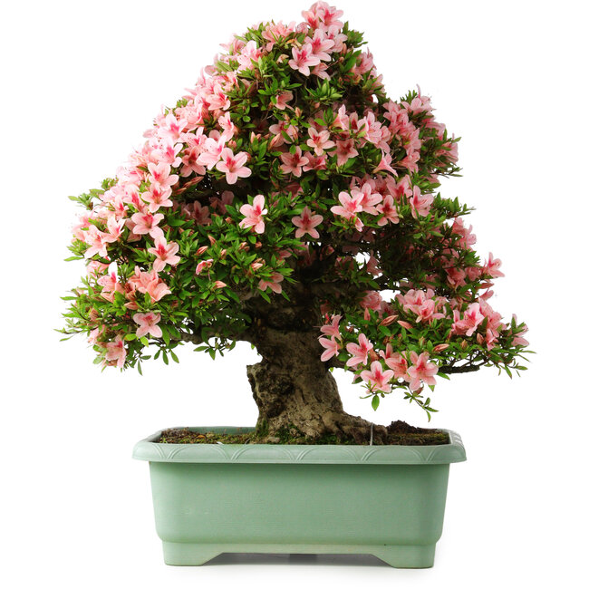 Rhododendron indicum Nyohozan, 64 cm, ± 30 años, con un nebari de 17 cm