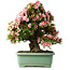 Rhododendron indicum Nyohozan, 64 cm, ± 30 años, con un nebari de 17 cm