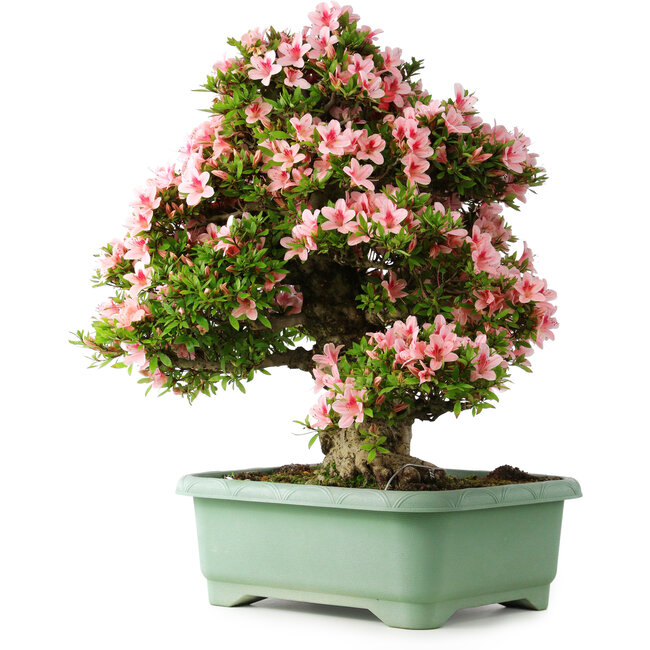Rhododendron indicum Nyohozan, 64 cm, ± 30 anni, con un nebari di 17 cm