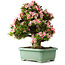 Rhododendron indicum Nyohozan, 64 cm, ± 30 Jahre alt, mit einem Nebari von 17 cm