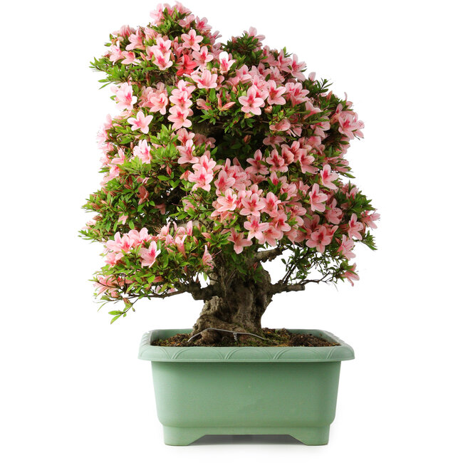Rhododendron indicum Nyohozan, 64 cm, ± 30 Jahre alt, mit einem Nebari von 17 cm