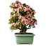 Rhododendron indicum Nyohozan, 64 cm, ± 30 jaar oud, met een nebari van 17 cm