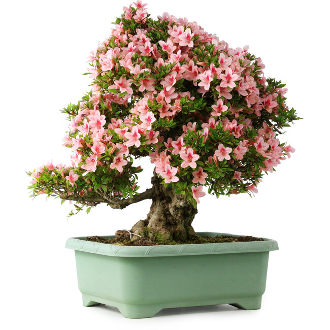 Rhododendron indicum Nyohozan, 64 cm, ± 30 years old, with a nebari of 17 cm