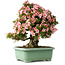 Rhododendron indicum Nyohozan, 64 cm, ± 30 jaar oud, met een nebari van 17 cm