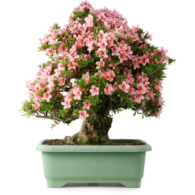 Rhododendron indicum Nyohozan, 64 cm, ± 30 ans, avec un nebari de 17 cm