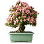 Rhododendron indicum Nyohozan, 64 cm, ± 30 años, con un nebari de 17 cm