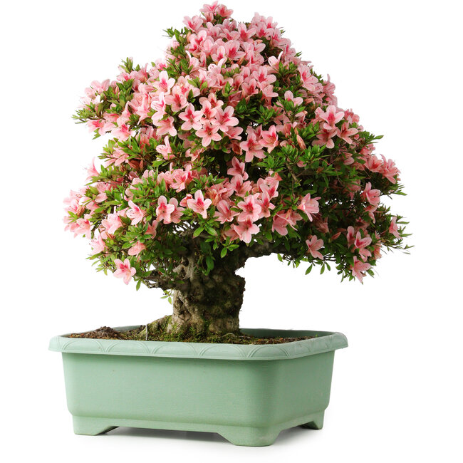 Rhododendron indicum Nyohozan, 64 cm, ± 30 ans, avec un nebari de 17 cm