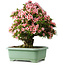 Rhododendron indicum Nyohozan, 64 cm, ± 30 jaar oud, met een nebari van 17 cm