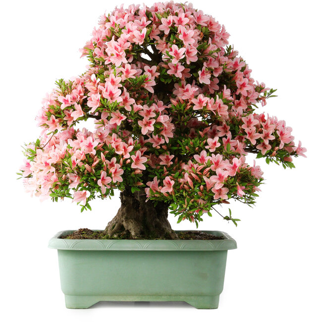 Rhododendron indicum Nyohozan, 64 cm, ± 30 jaar oud, met een nebari van 15 cm