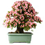 Rhododendron indicum Nyohozan, 64 cm, ± 30 jaar oud, met een nebari van 15 cm