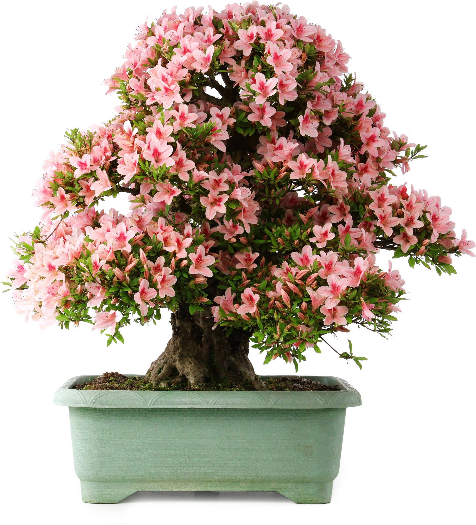 4冊セット　KENDOCHORAI Rhododendron indicum, 64 cm, ± 30 jaar oud, met een nebari van 15