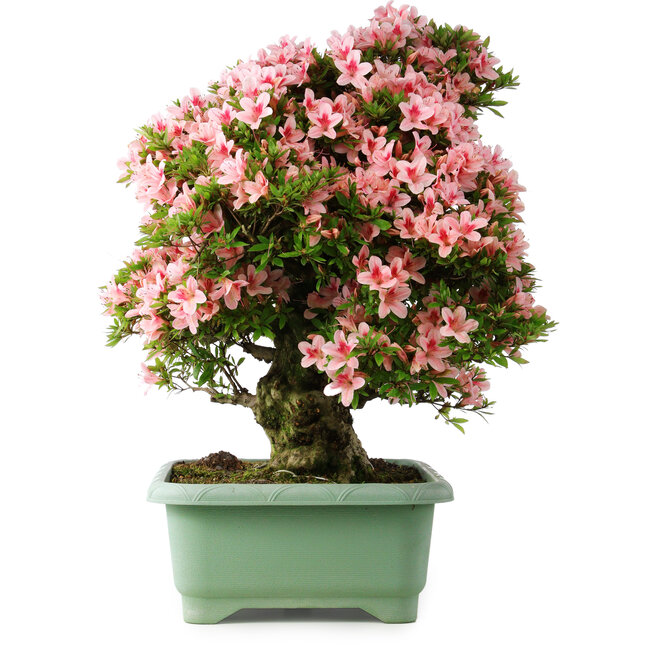 Rhododendron indicum Nyohozan, 64 cm, ± 30 ans, avec un nebari de 17 cm