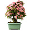 Rhododendron indicum Nyohozan, 64 cm, ± 30 jaar oud, met een nebari van 17 cm