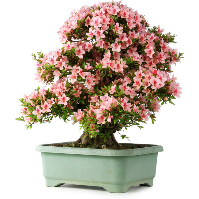 Rhododendron indicum Nyohozan, 64 cm, ± 30 ans, avec un nebari de 15 cm