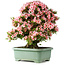 Rhododendron indicum Nyohozan, 64 cm, ± 30 jaar oud, met een nebari van 15 cm