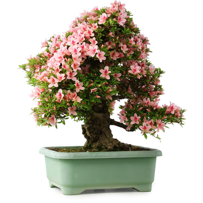 Rhododendron indicum Nyohozan, 64 cm, ± 30 anni, con un nebari di 17 cm