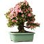 Rhododendron indicum Nyohozan, 64 cm, ± 30 jaar oud, met een nebari van 17 cm