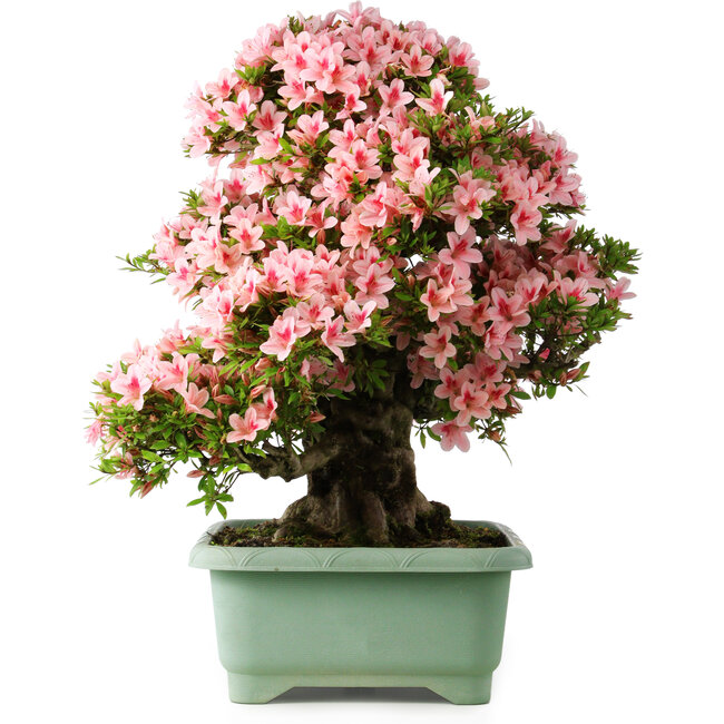 Rhododendron indicum Nyohozan, 64 cm, ± 30 years old, with a nebari of 15 cm