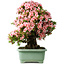Rhododendron indicum Nyohozan, 64 cm, ± 30 jaar oud, met een nebari van 15 cm