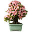 Rhododendron indicum Nyohozan, 64 cm, ± 30 years old, with a nebari of 15 cm