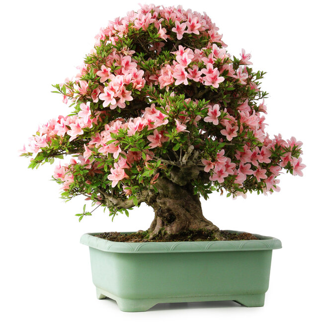 Rhododendron indicum Nyohozan, 64 cm, ± 30 anni, con un nebari di 15 cm