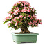 Rhododendron indicum Nyohozan, 64 cm, ± 30 jaar oud, met een nebari van 15 cm