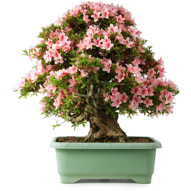 Rhododendron indicum Nyohozan, 64 cm, ± 30 ans, avec un nebari de 15 cm