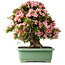 Rhododendron indicum Nyohozan, 64 cm, ± 30 jaar oud, met een nebari van 15 cm