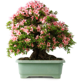 Rhododendron indicum Nyohozan, 63 cm, ± 30 jaar oud