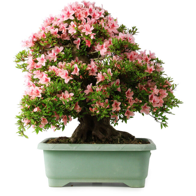 Rhododendron indicum Nyohozan, 63 cm, ± 30 jaar oud, met een nebari van 25 cm