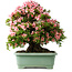 Rhododendron indicum Nyohozan, 63 cm, ± 30 years old, with a nebari of 25 cm