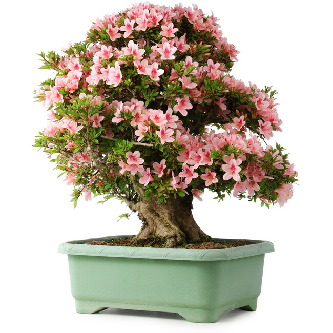 Rhododendron indicum Nyohozan, 64 cm, ± 30 anni, con un nebari di 15 cm