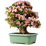 Rhododendron indicum Nyohozan, 64 cm, ± 30 jaar oud, met een nebari van 15 cm