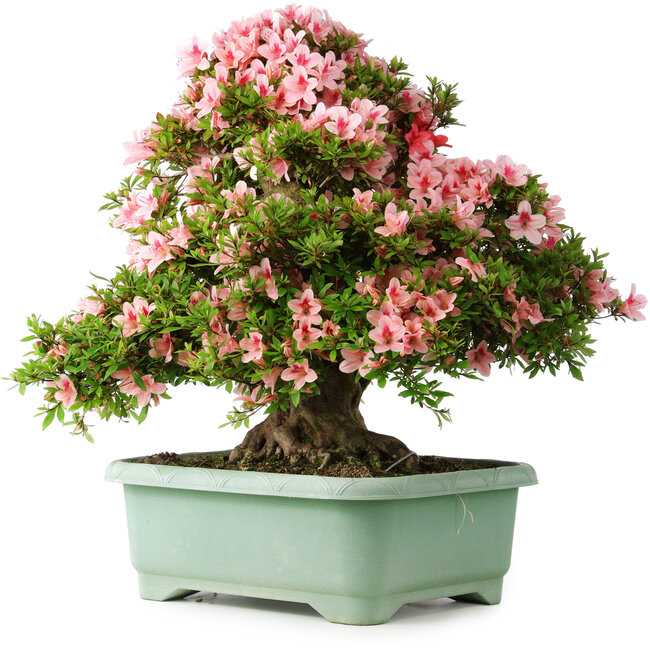 Rhododendron indicum Nyohozan, 63 cm, ± 30 years old, with a nebari of 25 cm