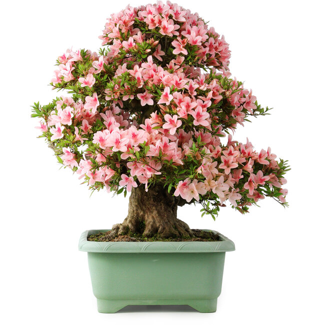 Rhododendron indicum Nyohozan, 64 cm, ± 30 Jahre alt, mit einem Nebari von 15 cm