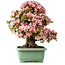 Rhododendron indicum Nyohozan, 64 cm, ± 30 jaar oud, met een nebari van 15 cm