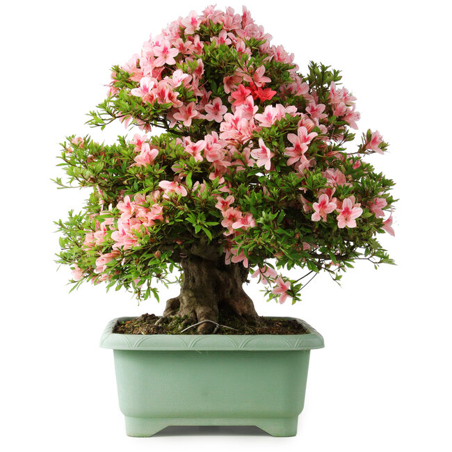 Rhododendron indicum Nyohozan, 63 cm, ± 30 years old, with a nebari of 25 cm