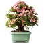 Rhododendron indicum Nyohozan, 63 cm, ± 30 Jahre alt, mit einem Nebari von 25 cm