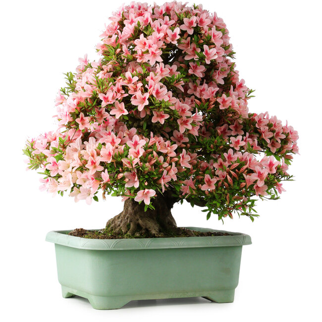 Rhododendron indicum Nyohozan, 64 cm, ± 30 años, con un nebari de 15 cm