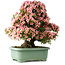 Rhododendron indicum Nyohozan, 64 cm, ± 30 años, con un nebari de 15 cm